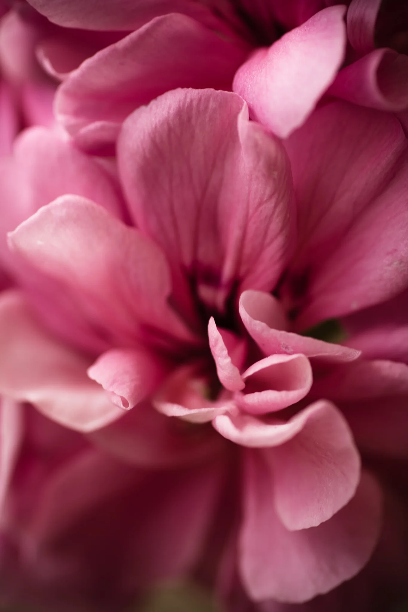 Bliss, Portrait photography by Parker Imaging